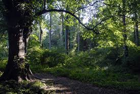 Staten Island Greenbelt SVL