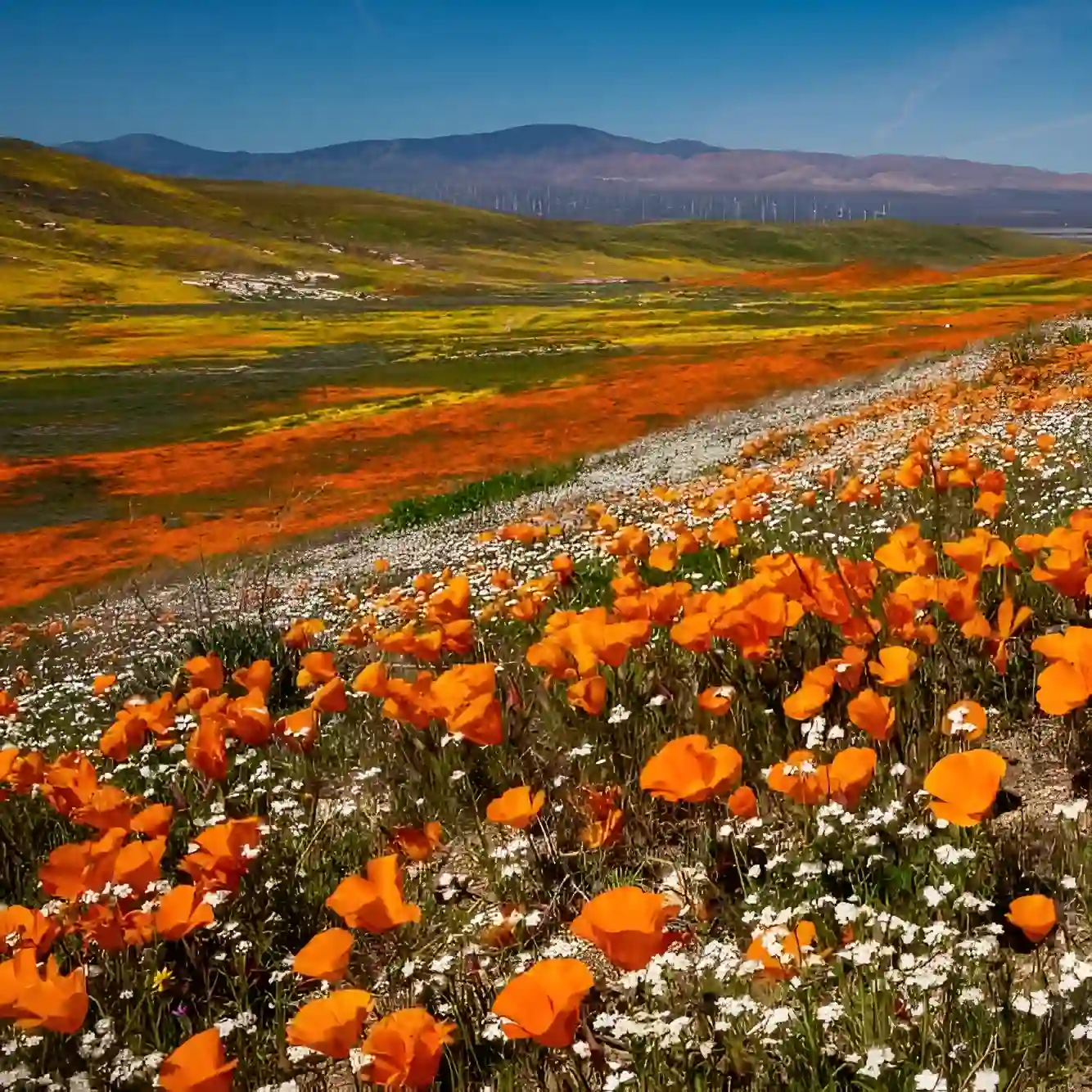 Antelope Valley California Poppy Reserve SVL
