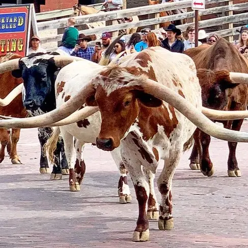 Fort Worth Stockyards