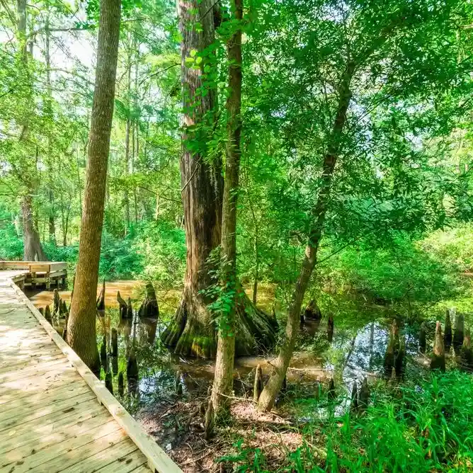 Jesse H. Jones Park & Nature Center SVL