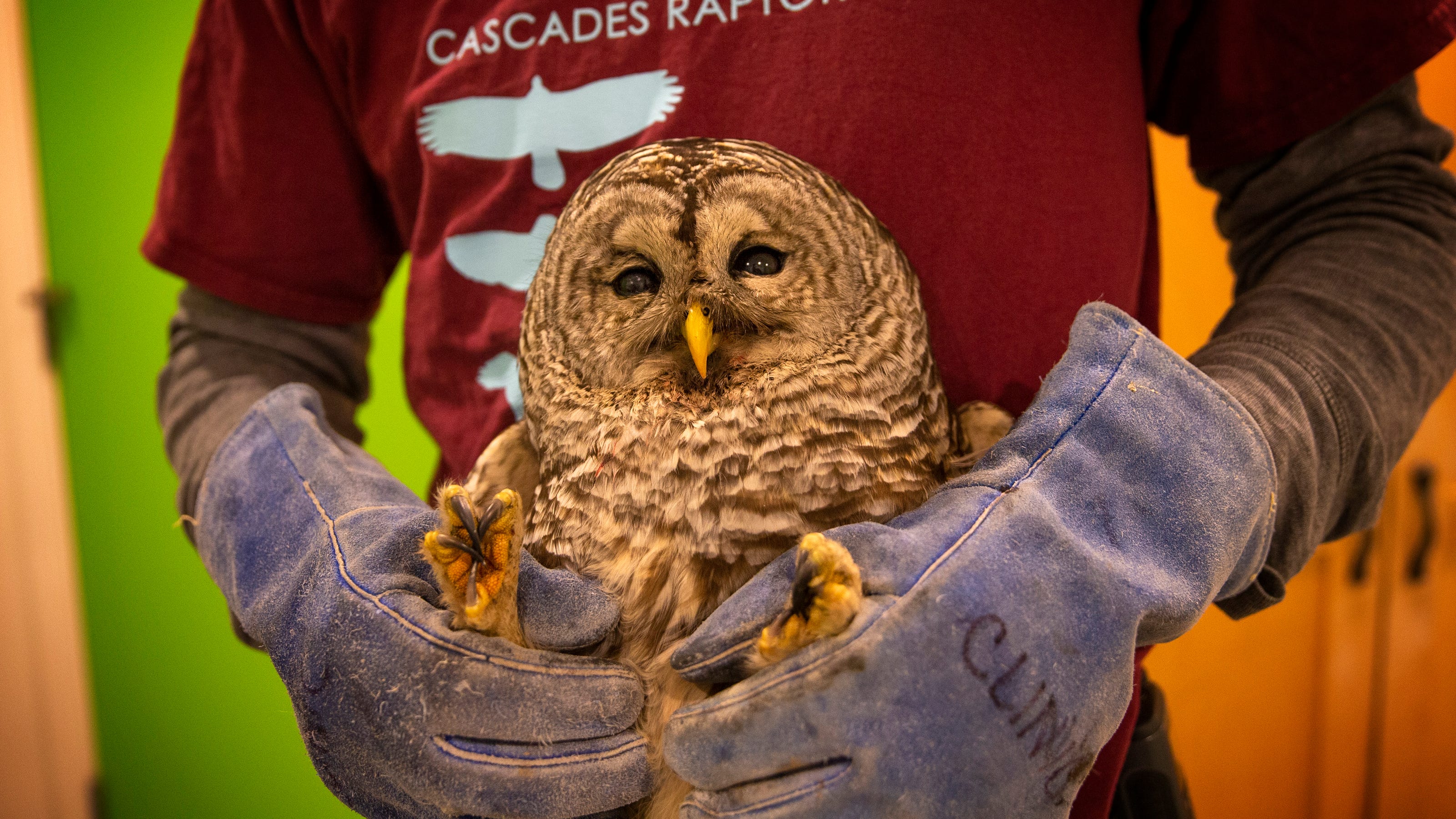 Cascades Raptor Center SVL