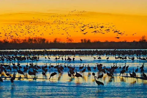 Crane Trust Nature & Visitor Center SVL