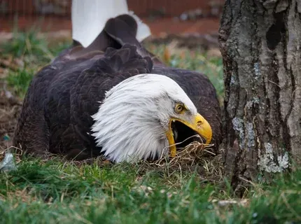 Thorncrag Bird Sanctuary SVL