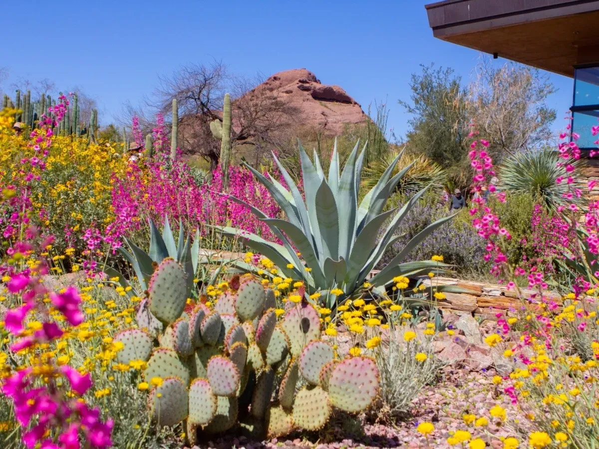 Desert Botanical Garden SVL