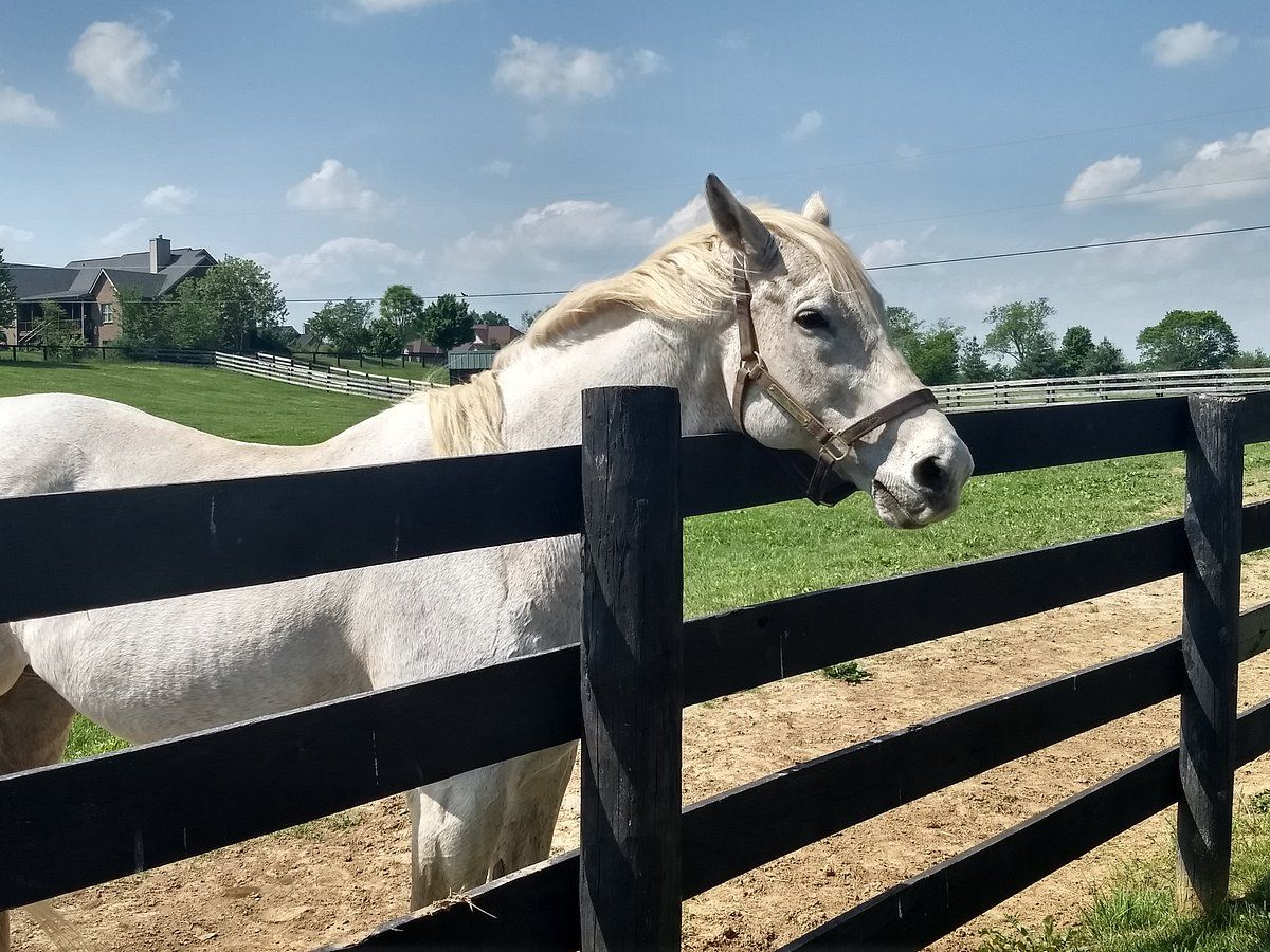 Old Friends at Dream Chase Farm SVL
