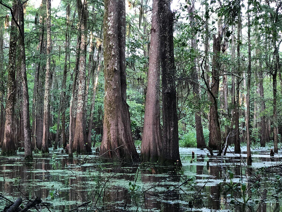 Black Bayou Lake National Wildlife Refuge SVL