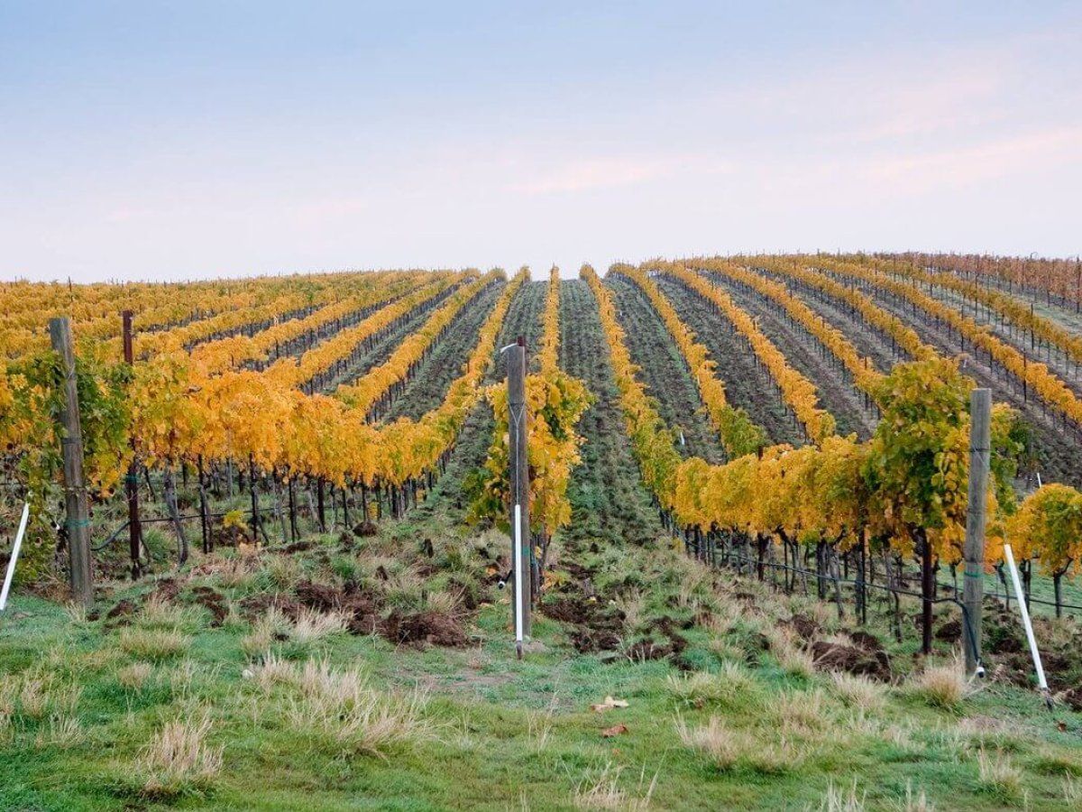 Wine Country Exploration Vacation SVL