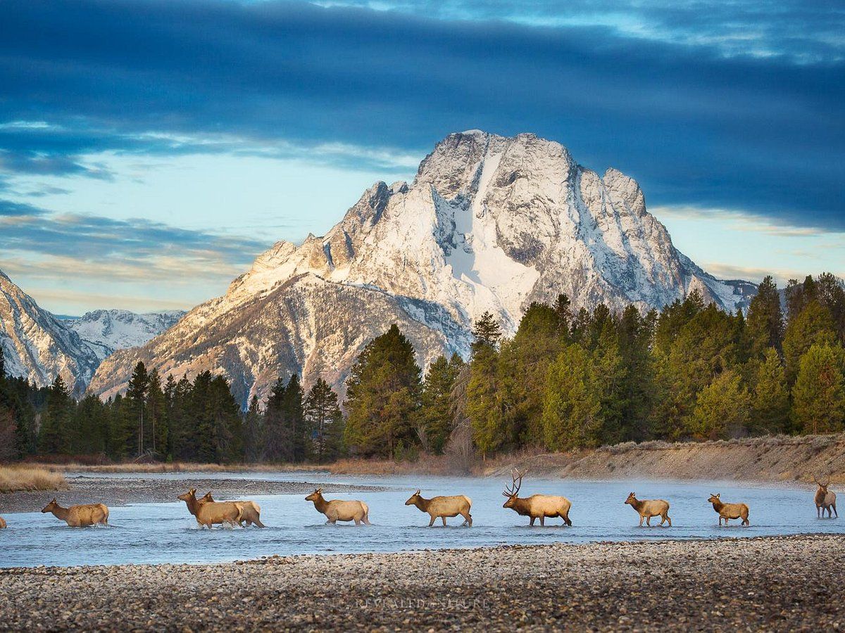 Wildlife Safari and Photography Retreat SVL