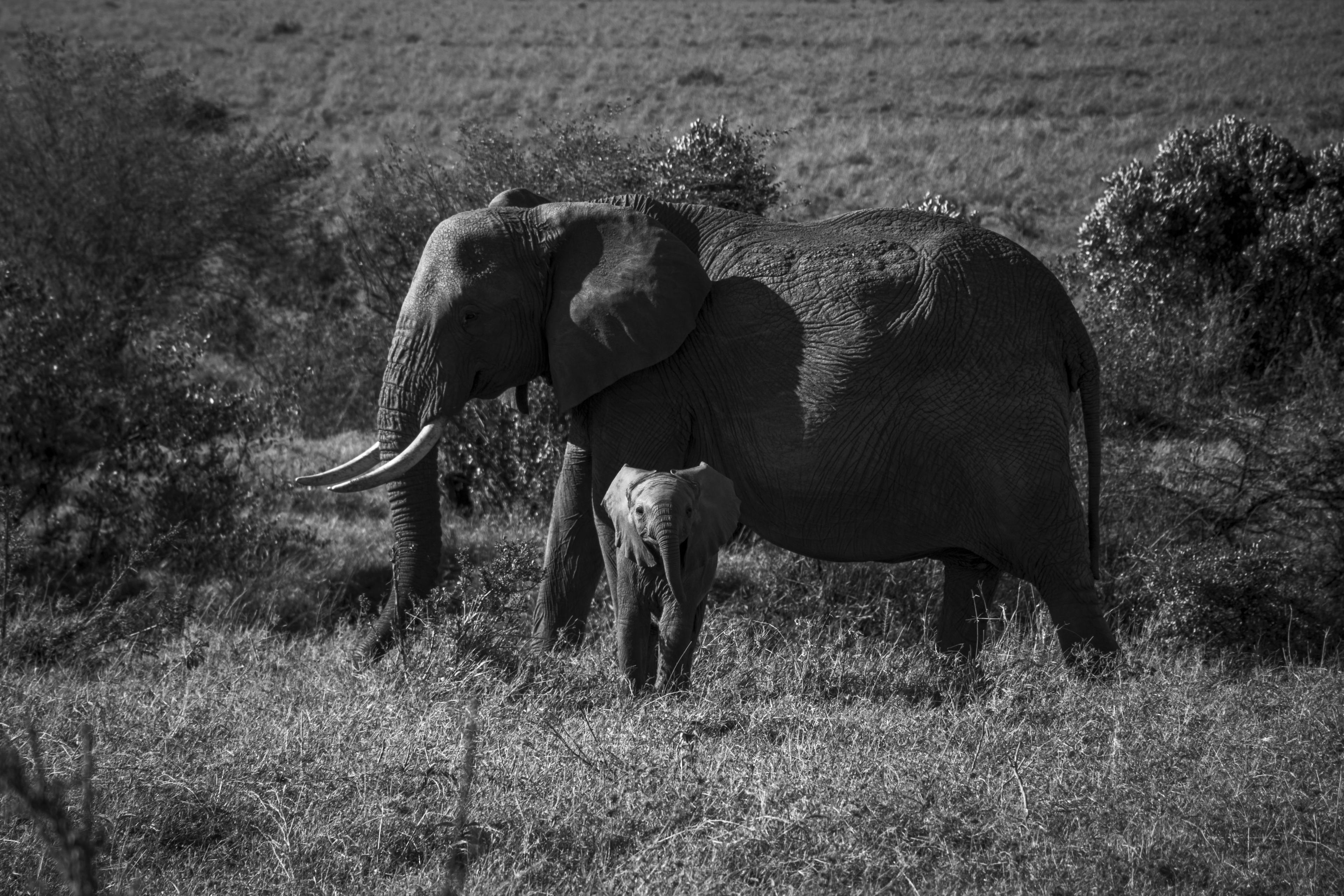 Black and white photograph