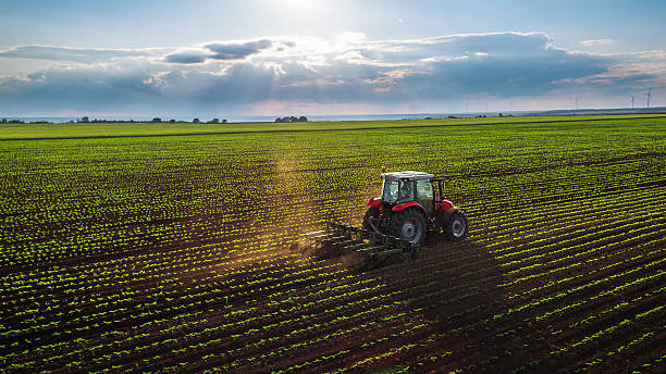 Foto de Hectáreas de cultivo
