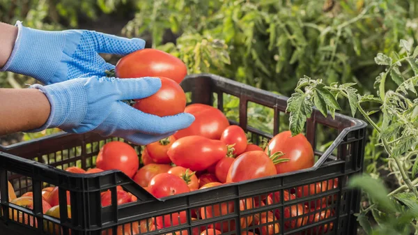 Tomates 