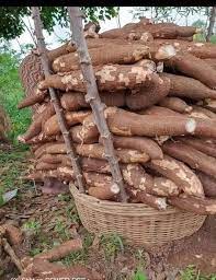 Yuca