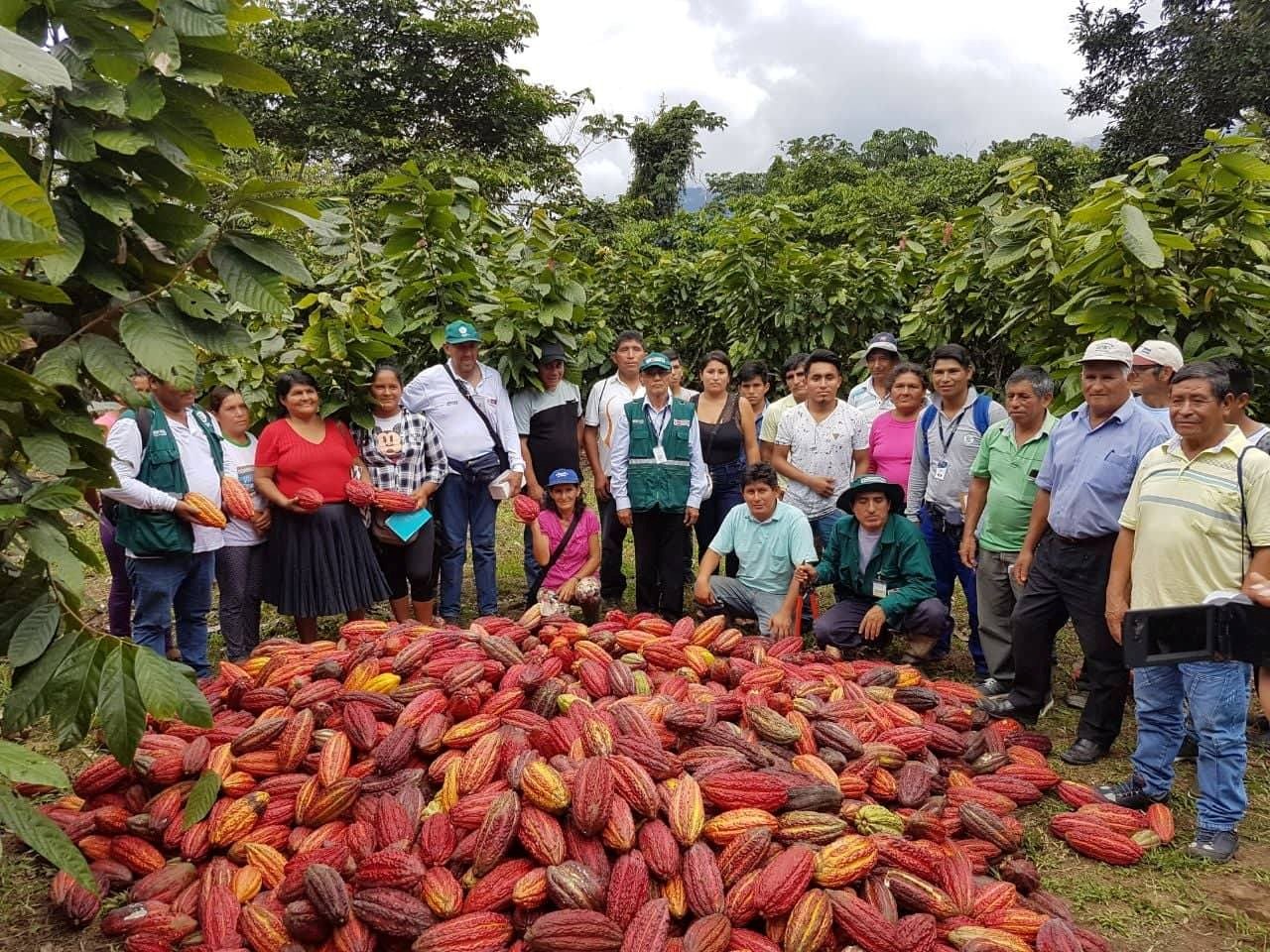 Cacao