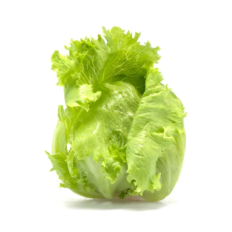 Lechuga americana