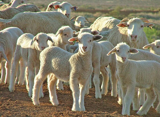 Ovci