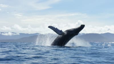 Bahía Solano Temporada de Ballenas desde Bogotá 5 Días 4 Noches en Bahía Solano, Chocó – foto 2