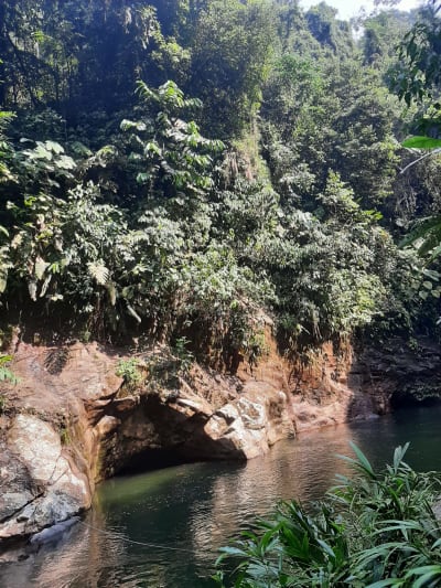 Santuario Secreto: Aviturismo en Jardín y la Cueva de los Guácharos en Jardín, Antioquia – foto 4