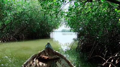 Ecotour por los manglares de la Boquilla de Cartagena. en Cartagena de Indias, Bolívar – foto 5