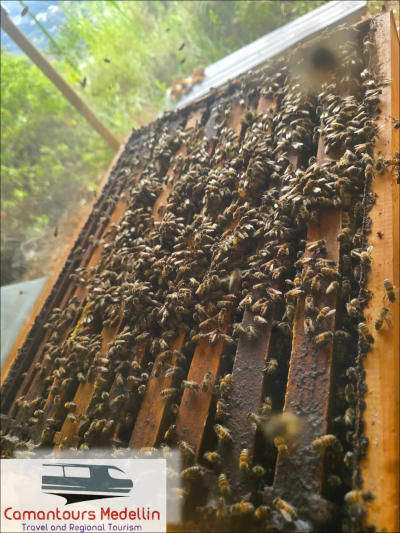 Tours de Miel y Abejas en Medellín, Antioquia – foto 5