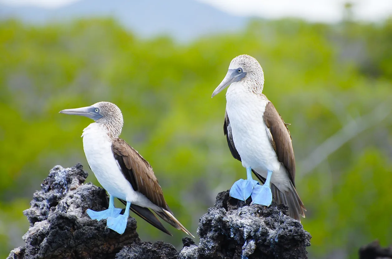 Blue-Footed Booby