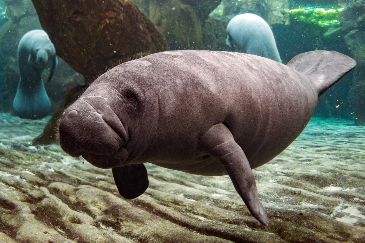 Manatee