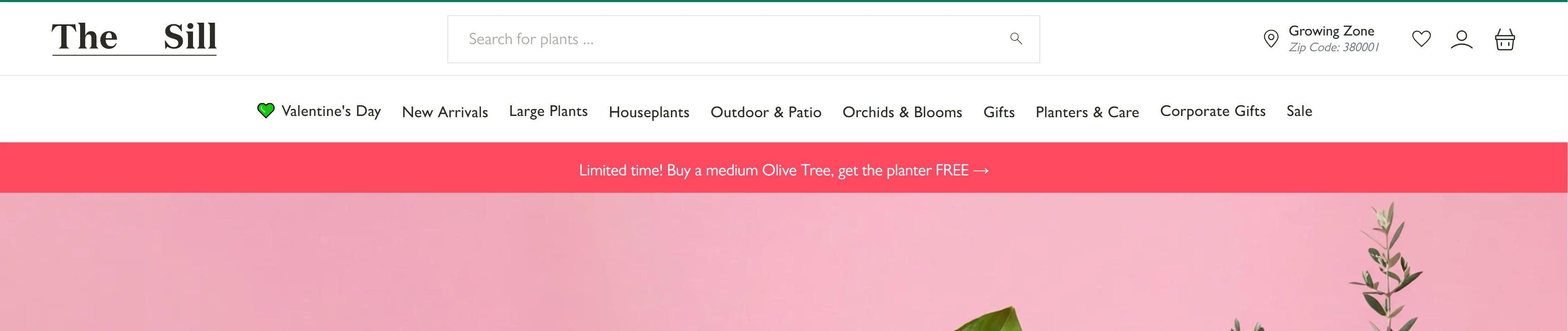 modern-indoor-plant-lifestyle-brand