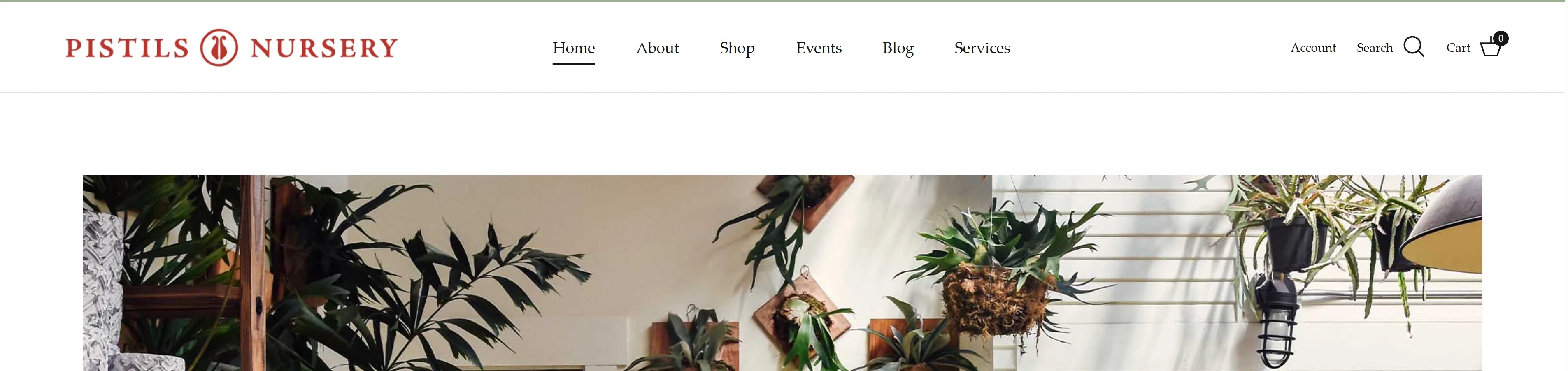 premium-indoor-plants-home-decor
