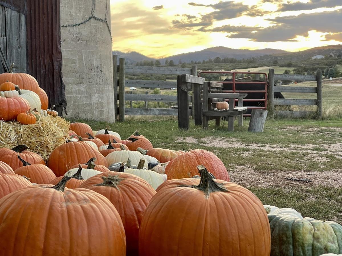 Barnside Pumpkins attraction in Sedalia, Colorado