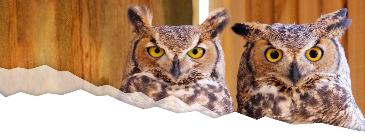 Rocky Mountain Wildlife Alliance β Sedalia wildlife rehab and education center