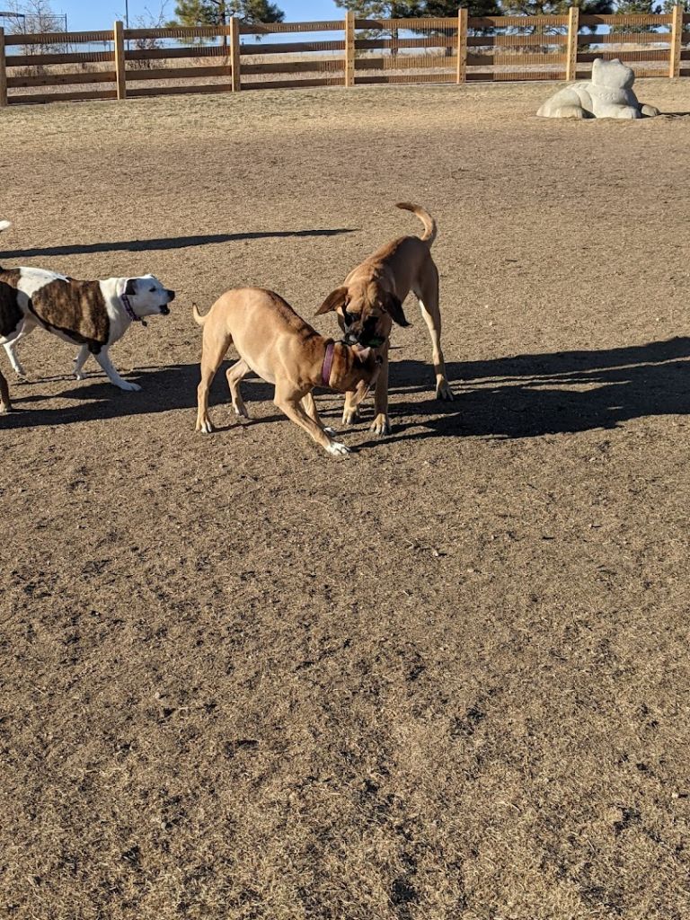 Bayou Gulch Dog Park dining area