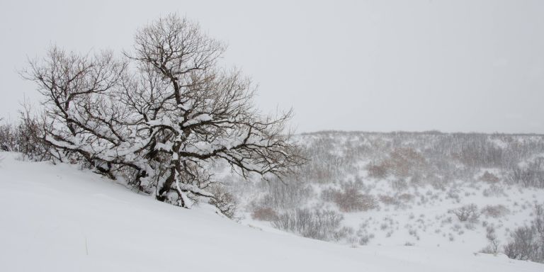 Interior view of Backcountry Wilderness Area Trailhead