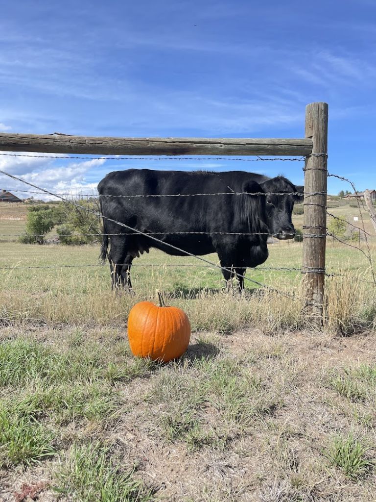 Barnside Pumpkins featured offerings