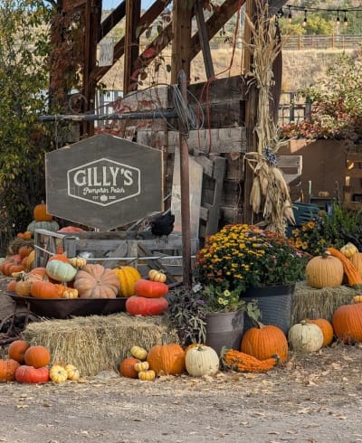 Gilly's Pumpkin Patch