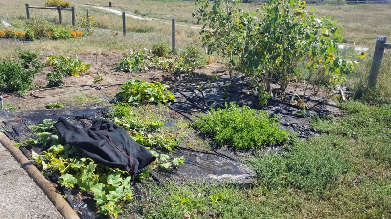 Farmers Community Garden