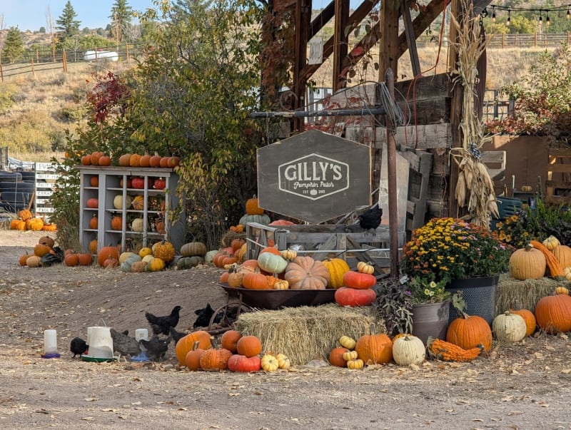 Gilly's Pumpkin Patch