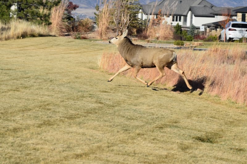 Clover's Little Park
