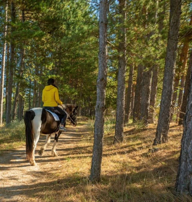 Forest horse riding adventure.
