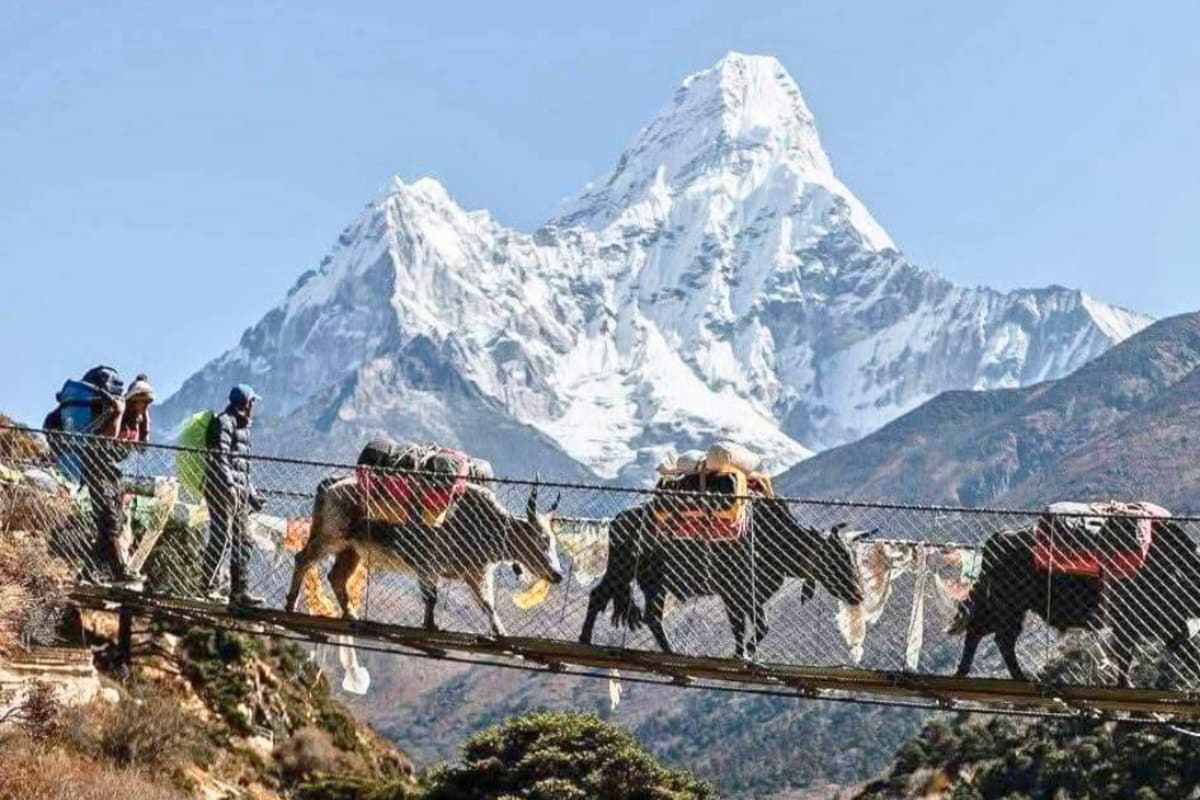 A line of pack mules crossing a suspension bridge on the Everest Base Camp trail with Ama Dablam behind