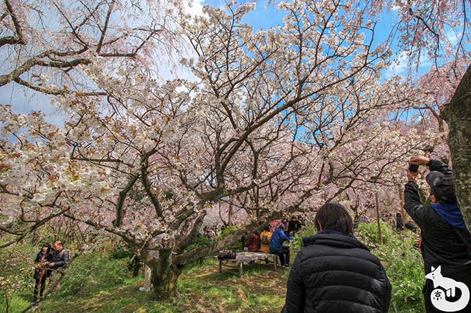 原谷苑|御室桜