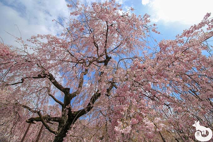 原谷苑|樹齢70年以上の桜