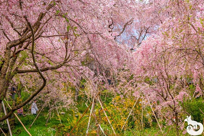 原谷苑|桜の海