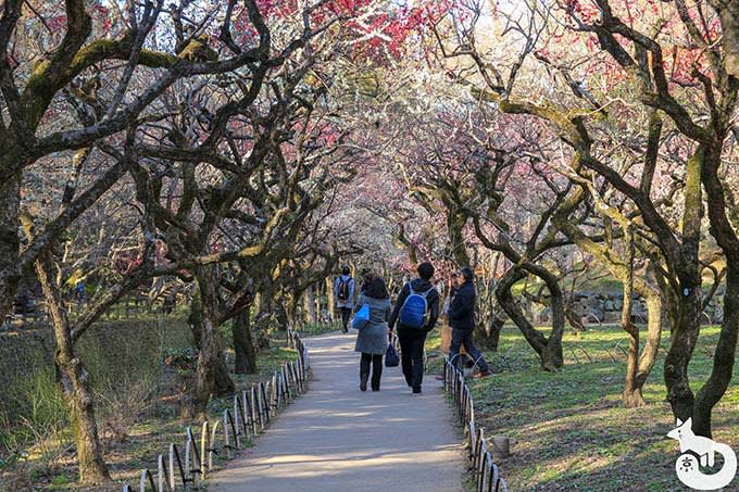 御土居の梅