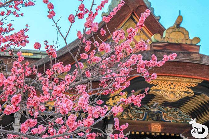 本殿前の梅