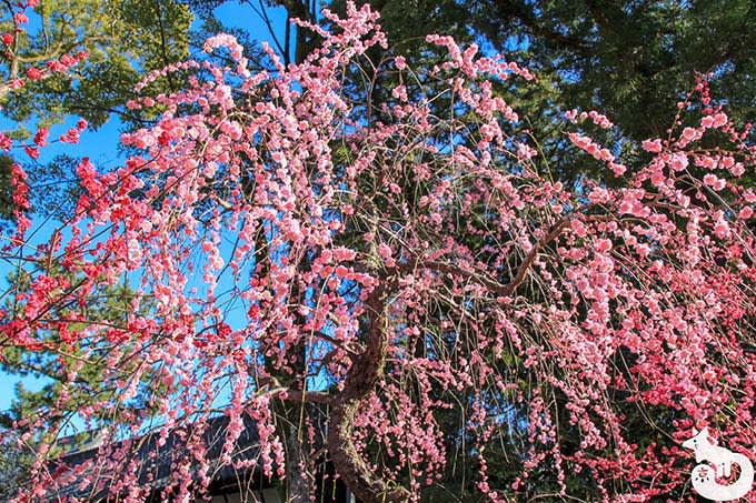 しだれ梅