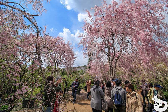 原谷苑|枝垂れ桜