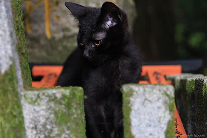 新池近くにいた猫