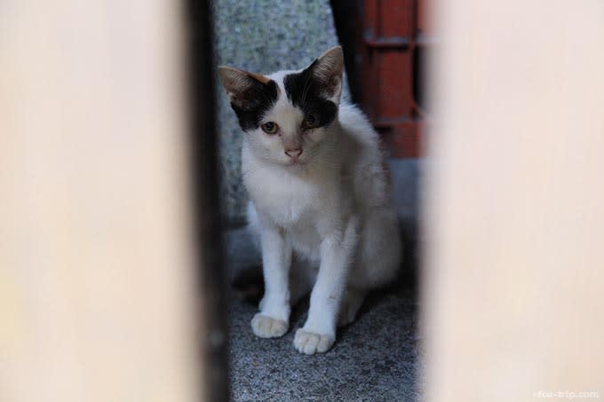熊鷹社の猫