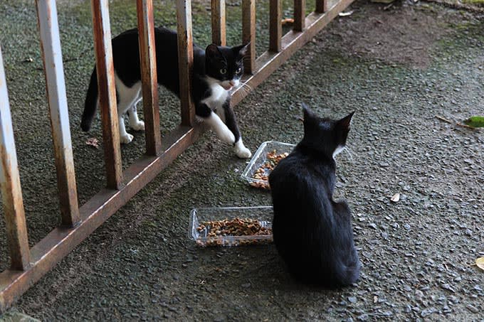 餌を食べている猫