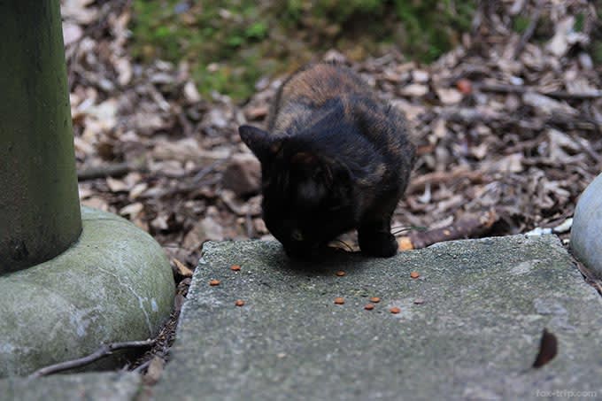 餌を食べている子猫