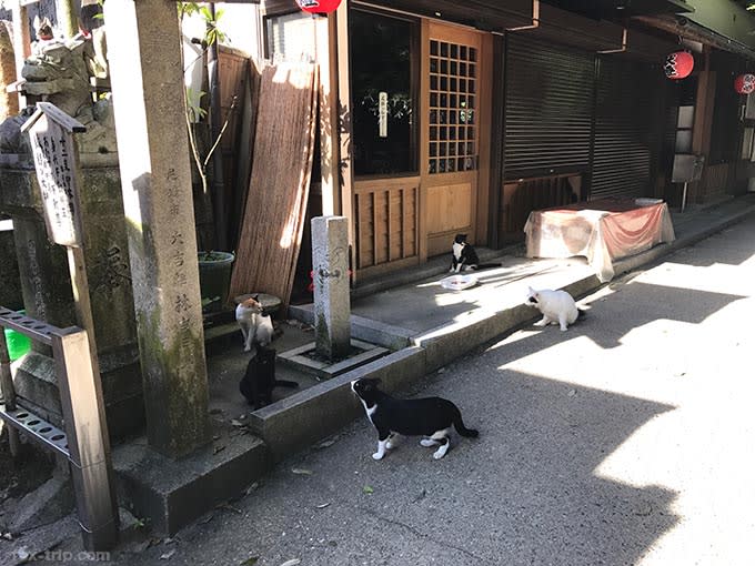 おくむら前にいる猫